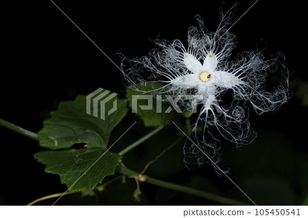 Clown flower flowers 105450541