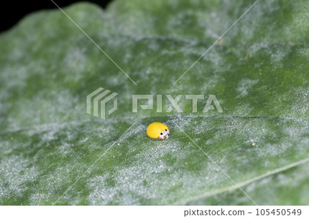 Ladybugs Ladybugs 105450549