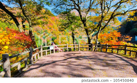 秋天的黑部峽谷:山彥展望台 秋天的黑部峽谷:山彥展望台 105450840