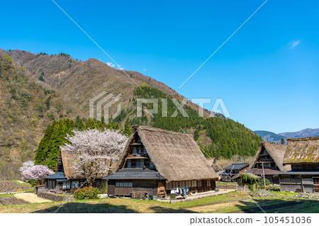 富山縣五箇山市菅沼合掌村春天的櫻花 105451036