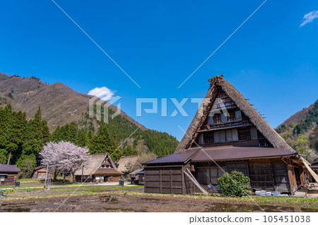 富山縣五箇山市菅沼合掌村春天的櫻花 富山縣五箇山市菅沼合掌村春天的櫻花 105451038
