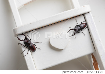 鍬蟲 鍬蟲 105451330