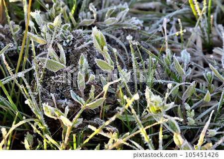 Early morning frost in winter 105451426