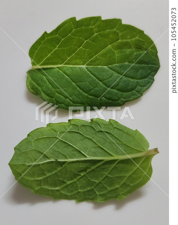 Fresh Green: Closeup of Mint Leaves and Basil Leaves on White Background 105452073
