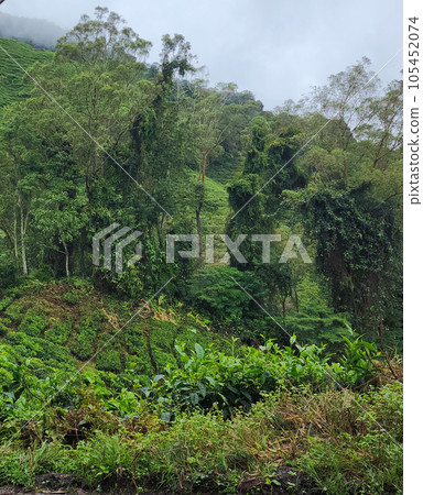 Majestic Green: A Mountain Slope Enveloped in Lush Vegetation 105452074