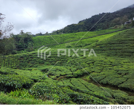 Morning Magic: A Large Area Tea Plantation on a Cloudy Day 105452075