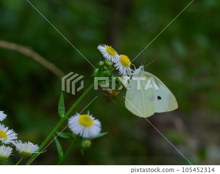 白蝴蝶的吸蜜行為 105452314