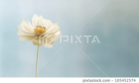 Beautiful blossom flower on isolated background. Picturesque 105452574