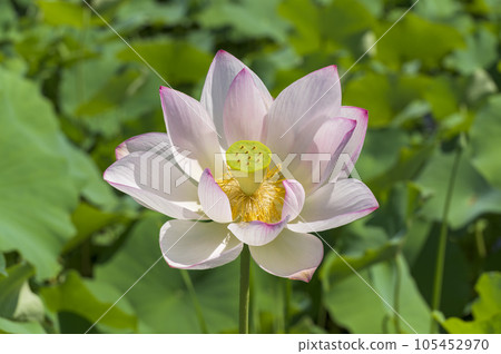 美麗的蓮花 105452970