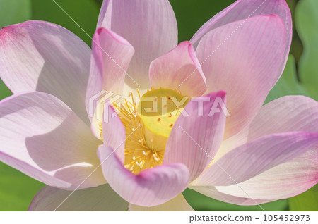 Beautiful Lotus flower 105452973