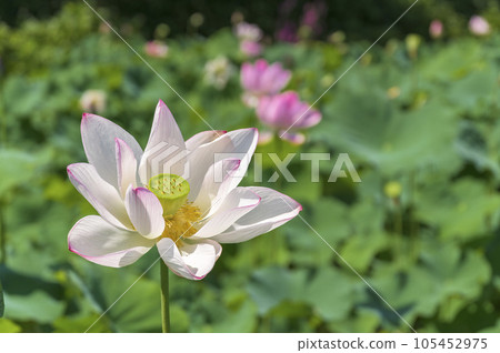 Beautiful Lotus flower 105452975
