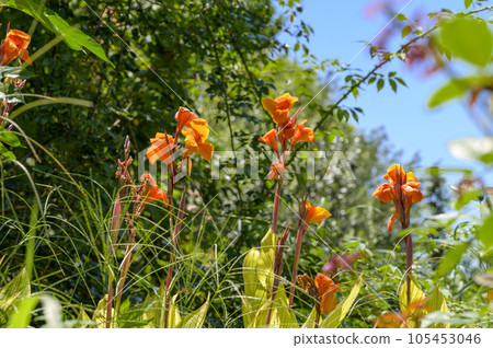 An orange canna that shines against the blue sky and the green of the trees An orange canna that shines against the blue sky and the green of the trees 105453046