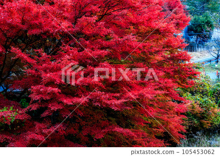 Maple colored in bright red 105453062