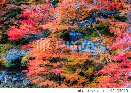 Autumn landscape in Japan 105453063
