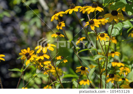 Rudbeckia takao coloring midsummer 105453126