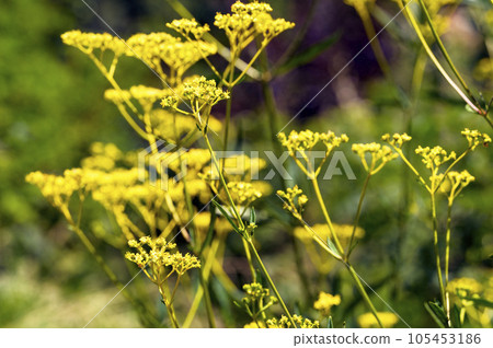 One of the seven autumn herbs, Ominaeshi (Metro flower) 105453186