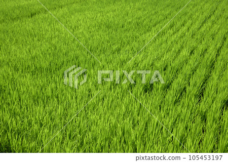 Summer rice field image Summer rice field image 105453197