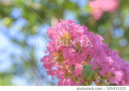 A close-up of crape myrtle, a flower symbolizing hot summer A close-up of crape myrtle, a flower symbolizing hot summer 105453325