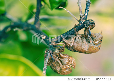 Cicadian shell Cicadian shell 105453445