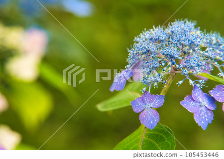 hydrangea hydrangea 105453446