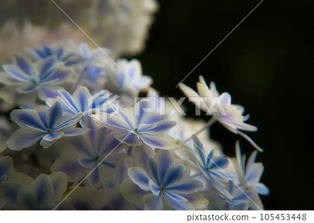 hydrangea hydrangea 105453448