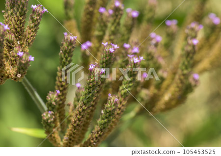 Dakibaarechihanagasa (Hanging leaf wasteland flower hat) 105453525