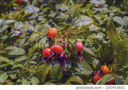 玫瑰果（Rosacea rugosa），富含維生素C，可望有美白功效 105453601