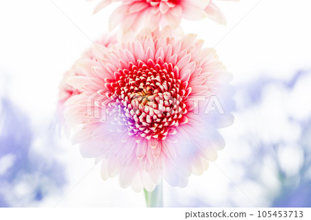 Bright pink gerbera and blue flowers Bright pink gerbera and blue flowers 105453713