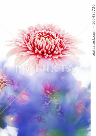 Bright pink gerbera and blue flowers 105453726