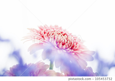 明亮的粉紅色非洲菊和藍色的花朵 明亮的粉紅色非洲菊和藍色的花朵 105453732