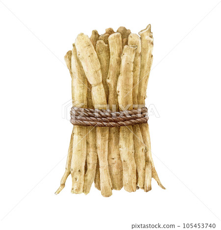 Ashwagandha plant dry root bunch. Watercolor painted illustration. Withania somnifera medicinal plant root heap tied with a rope element. Isolated on white background Ashwagandha plant dry root bunch. Watercolor painted illustration. Withania somnifera medicinal plant root heap tied with a rope element. Isolated on white background 105453740