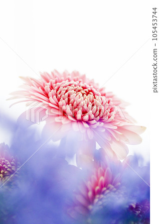 明亮的粉紅色非洲菊和藍色的花朵 105453744