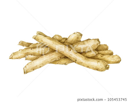 Ashwagandha medicinal herb dry root pile. Watercolor painted illustration. Withania somnifera medicinal plant root heap element. Isolated on white background 105453745