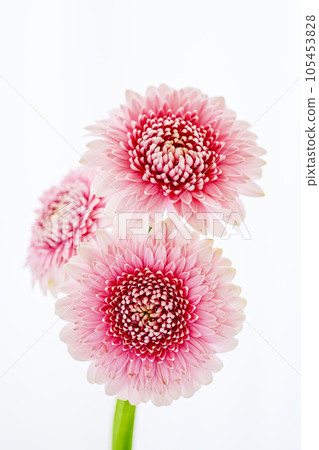 亮粉色非洲菊 亮粉色非洲菊 105453828