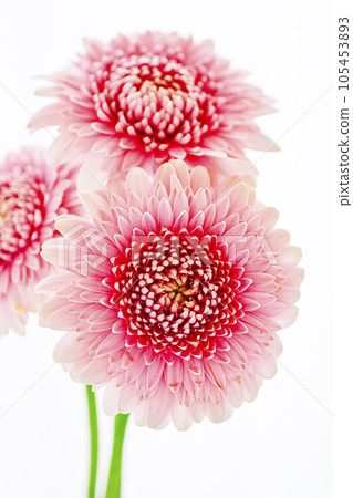亮粉色非洲菊 105453893