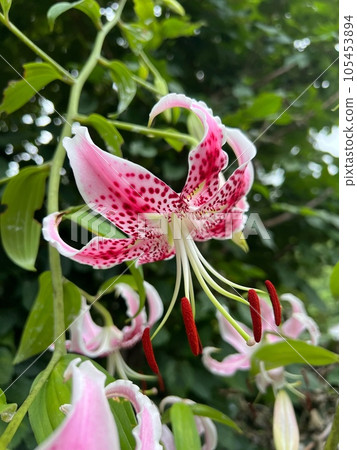 Pink lilies, fragrant Kanoko lilies, the first Japanese lily to be known in Europe 105453894