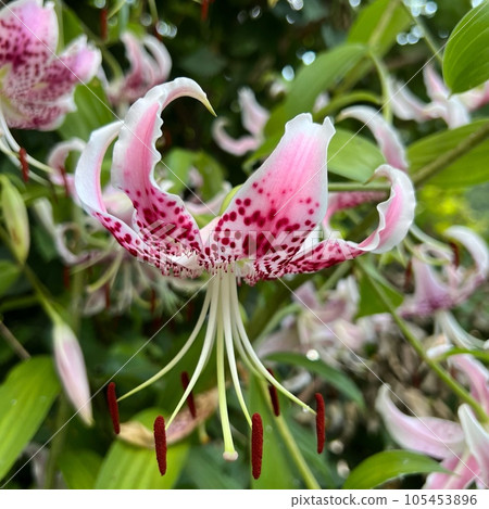 Pink lilies, fragrant Kanoko lilies, the first Japanese lily to be known in Europe 105453896
