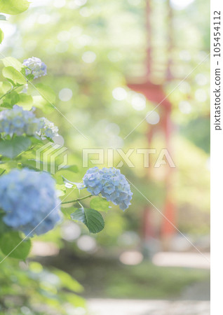 Hydrangea blooming in a temple 105454112