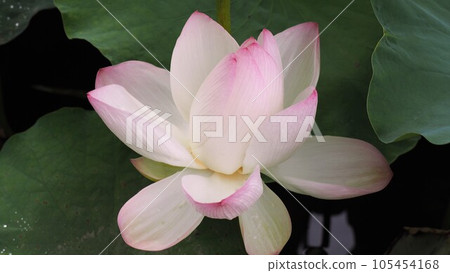 Lotus flowers and leaves in the moat of Fukuoka Castle Ruins 105454168