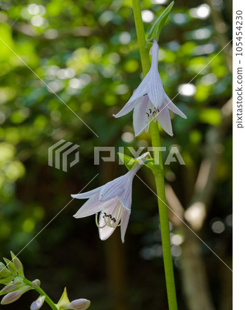 Neat flowers of perennial hosta in wetlands 105454230
