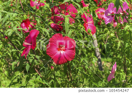 Titanbicus, which blooms with large flowers similar to hibiscus 105454247