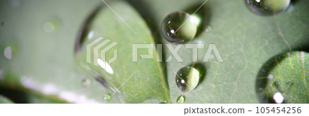 Many water drops on surface of green leaf. Many water drops on surface of green leaf. 105454256