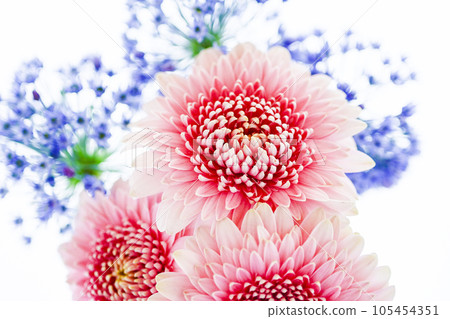 Bright pink gerbera and blue flowers 105454351