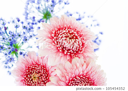 Bright pink gerbera and blue flowers 105454352