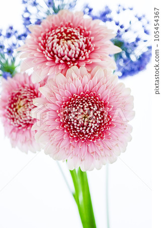 明亮的粉紅色非洲菊和藍色的花朵 明亮的粉紅色非洲菊和藍色的花朵 105454367