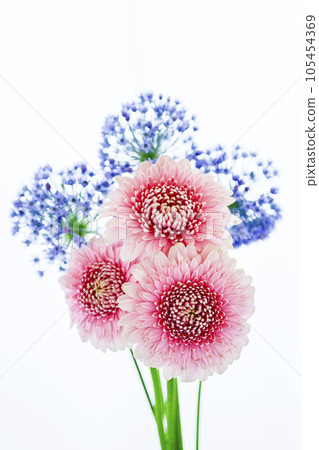 明亮的粉紅色非洲菊和藍色的花朵 105454369