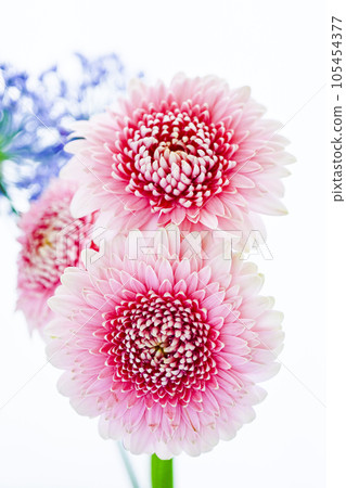 明亮的粉紅色非洲菊和藍色的花朵 明亮的粉紅色非洲菊和藍色的花朵 105454377