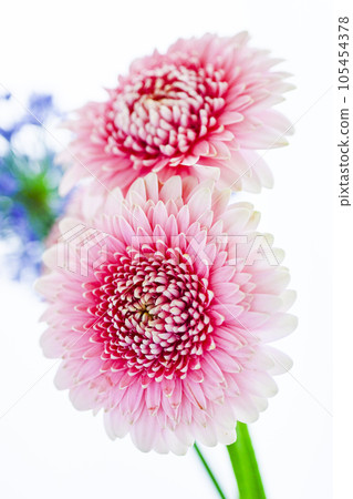 明亮的粉紅色非洲菊和藍色的花朵 105454378