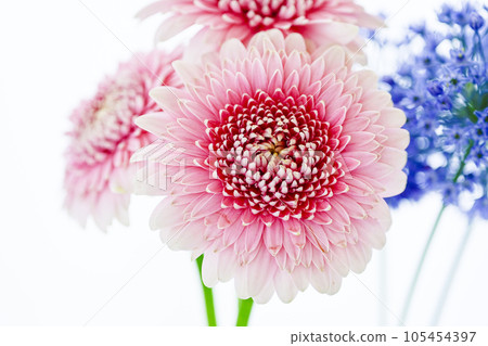 Bright pink gerbera and blue flowers 105454397