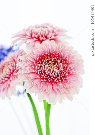 Bright pink gerbera and blue flowers Bright pink gerbera and blue flowers 105454405